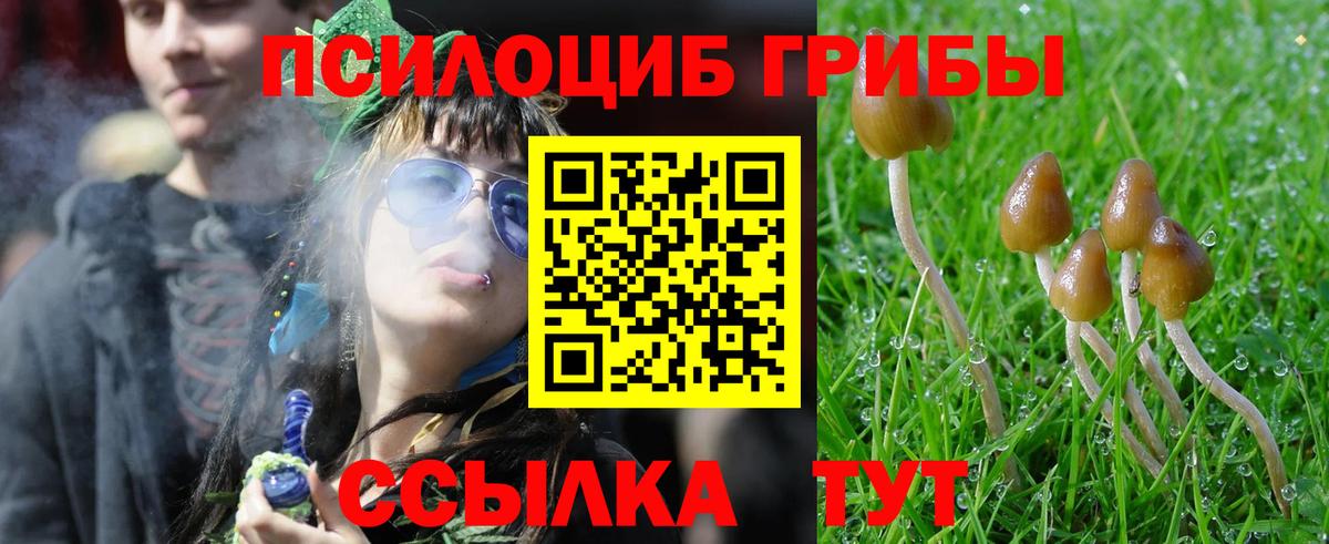 Псилоцибиновые грибы Psilocybine cubensis Новокуйбышевск